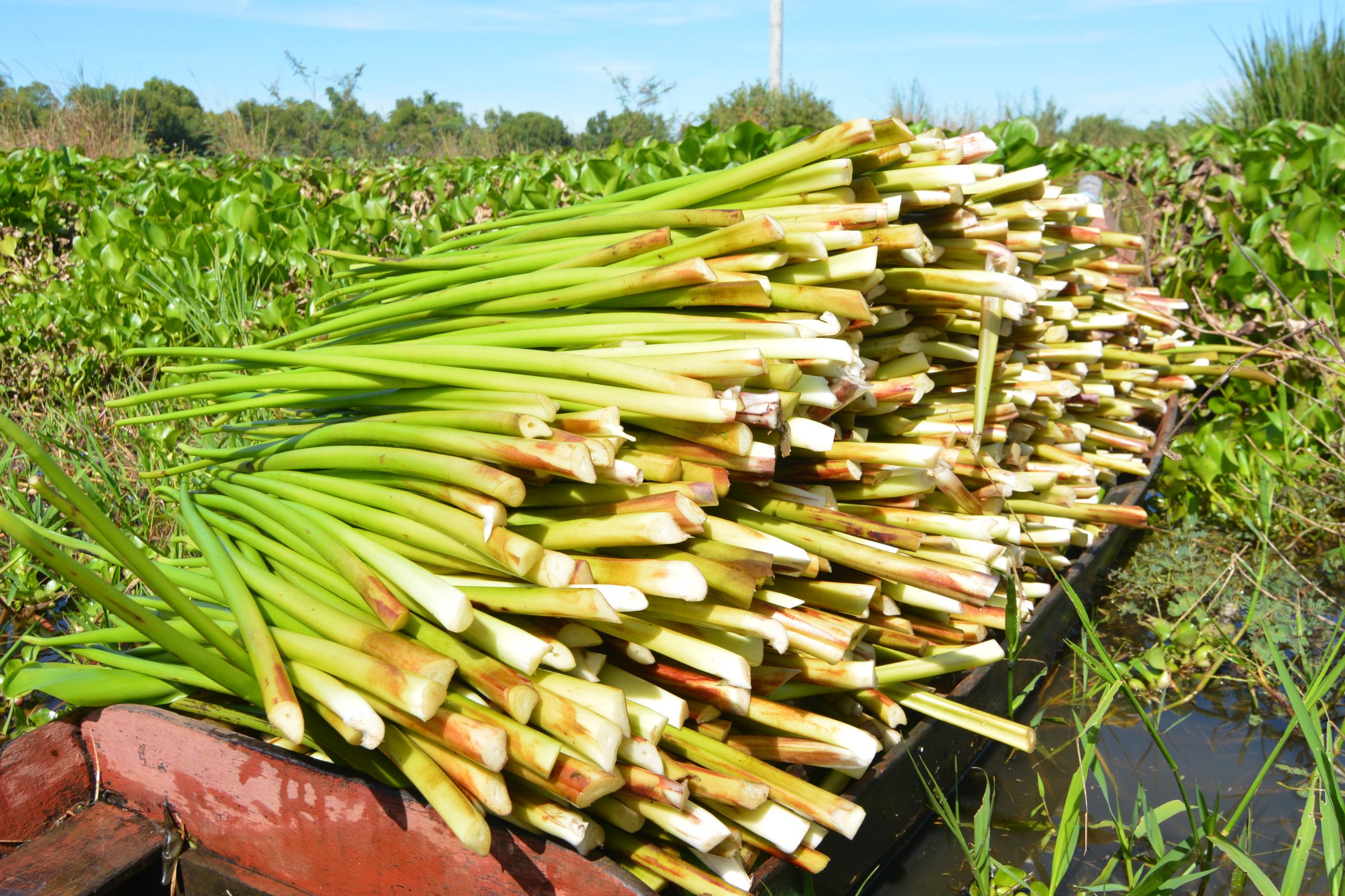 water-hyacinth-of-tonle-sap-mekong-wonder