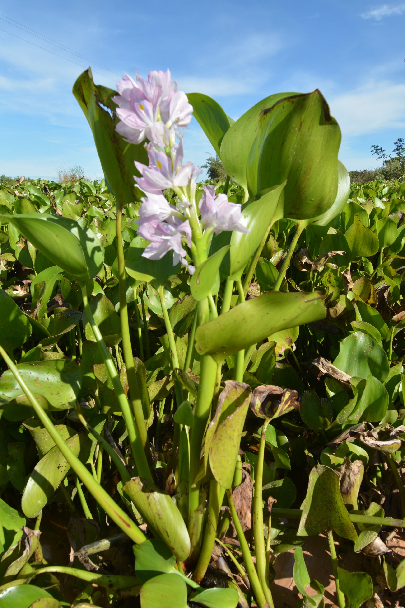 Water Hyacinth of Tonle Sap Mekong Wonders