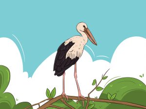 Asian Openbill Color.