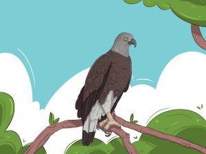 Grey headed fish Eagle Color