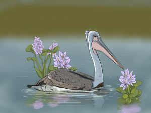 Spot billed Pelican Color