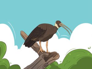 White shoulderedIdis Color